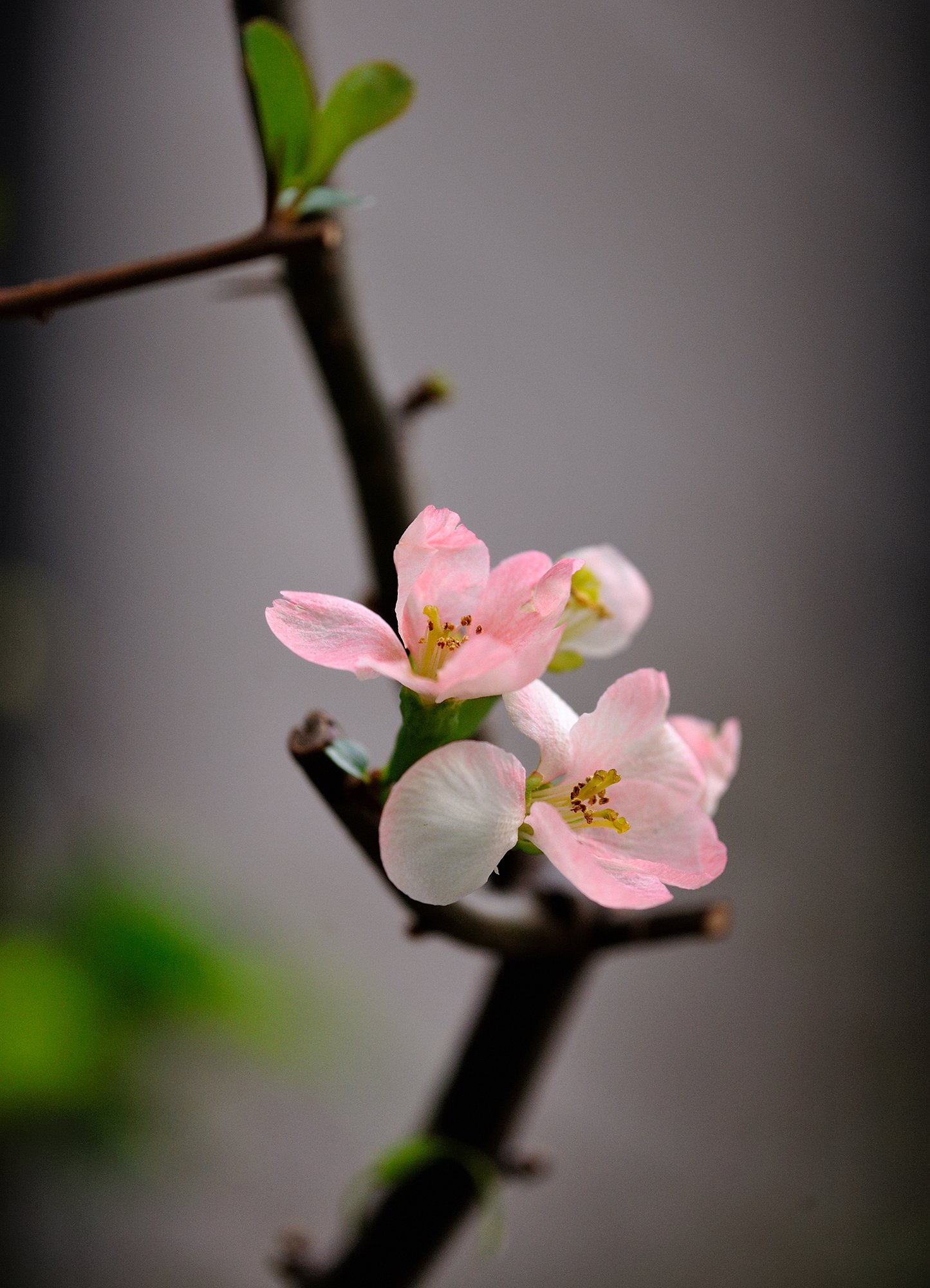 ボケの花