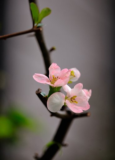 ボケの花