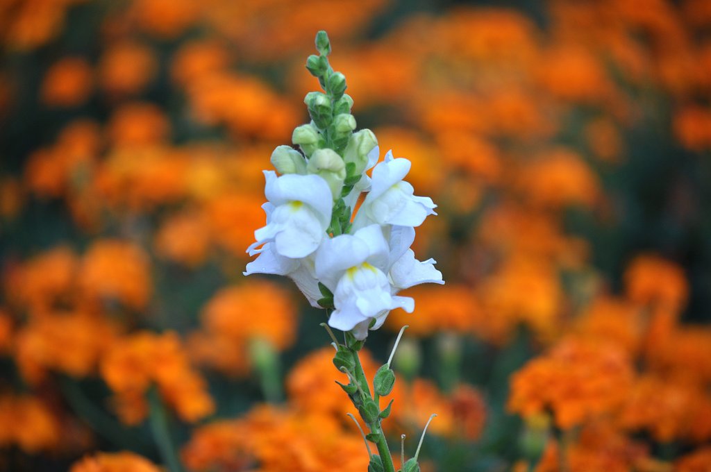 白花