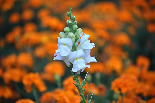 白花