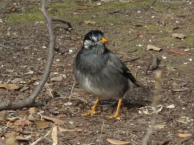初鳥撮りです