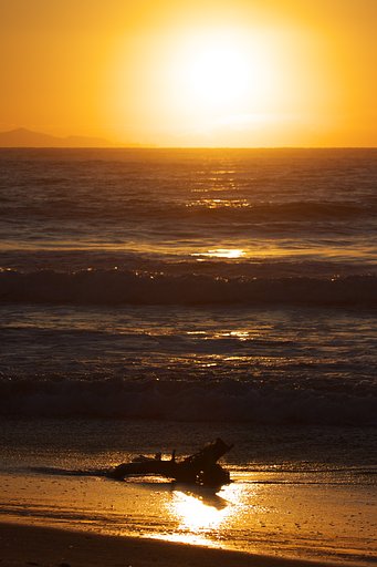 流木