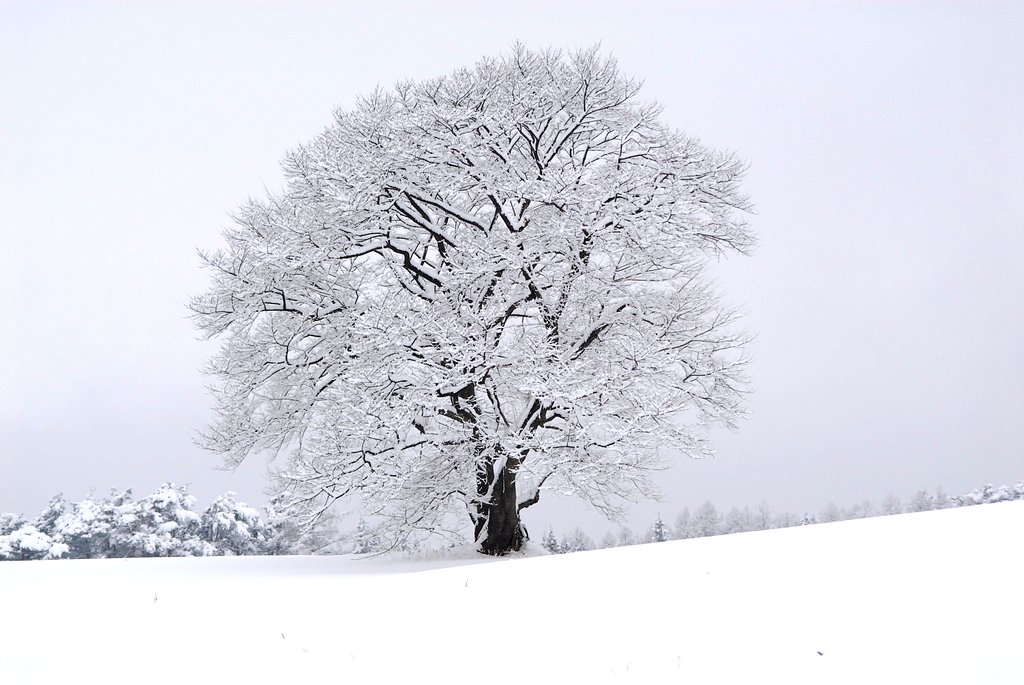 冬の色〜雪ざくら　
