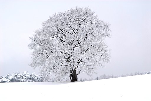 冬の色〜雪ざくら　
