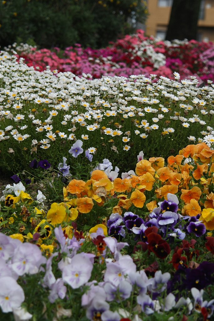 【やすらぎ】花