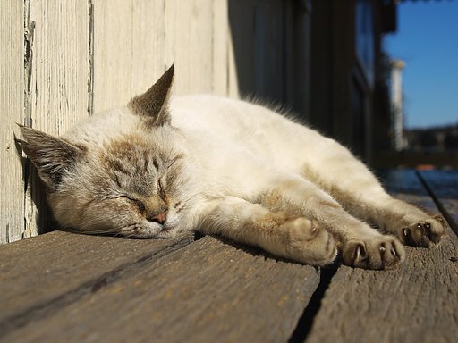【やすらぎ】猫駅長