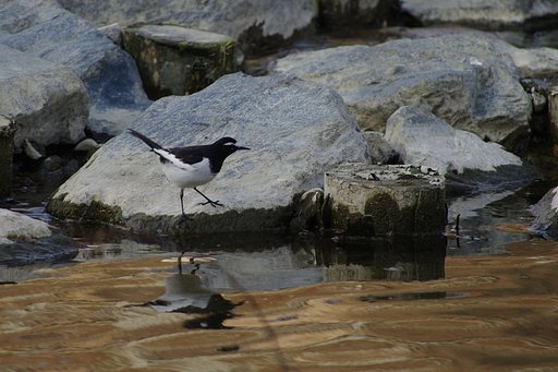 川辺の鳥