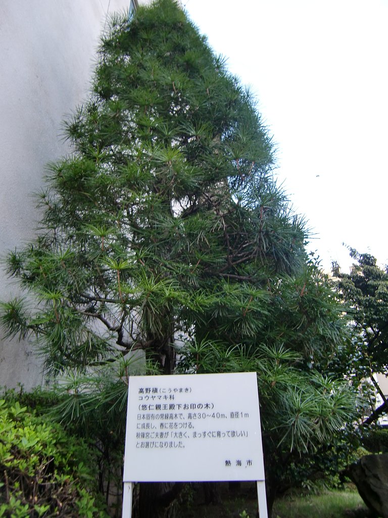 コウヤマキ（高野槇）