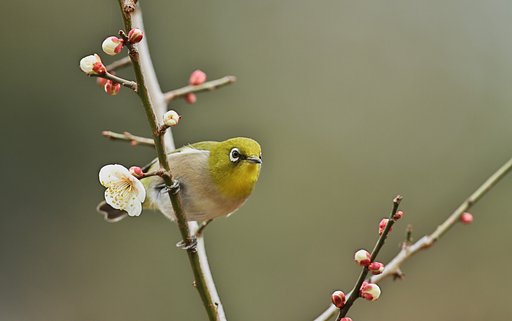 梅ジロ