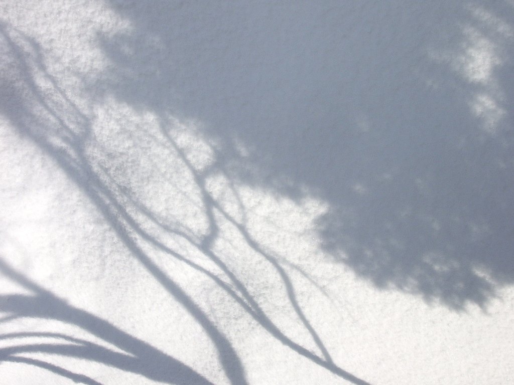陰