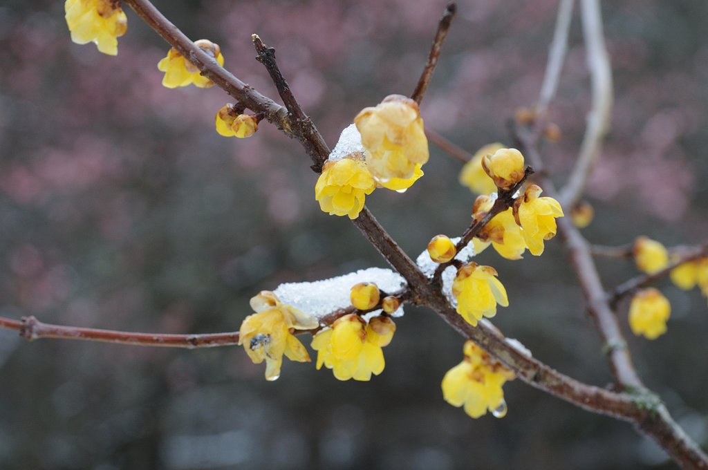 雪中梅
