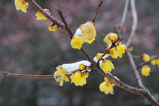 雪中梅