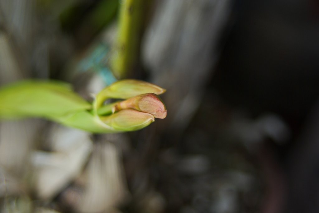 じっと春を待つ花芽!