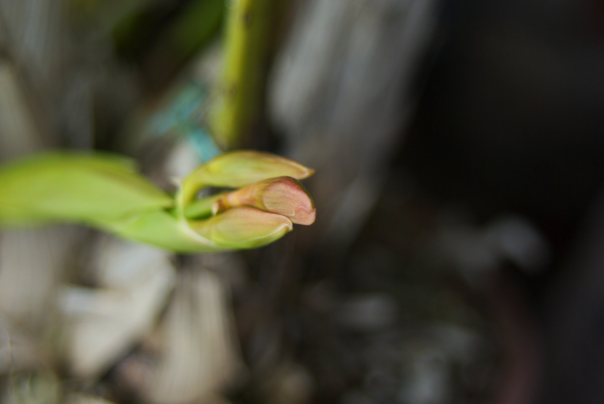 じっと春を待つ花芽!