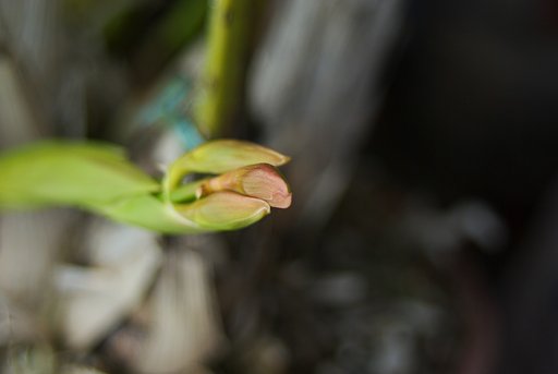 じっと春を待つ花芽!