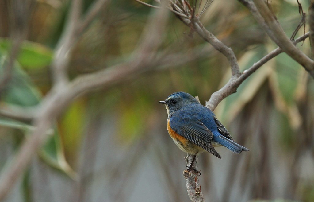青い鳥