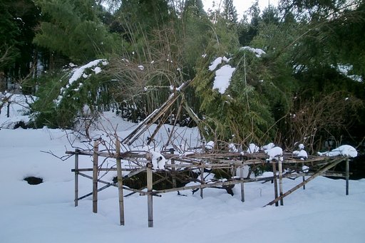 今年もキウイ棚に孟宗竹が!