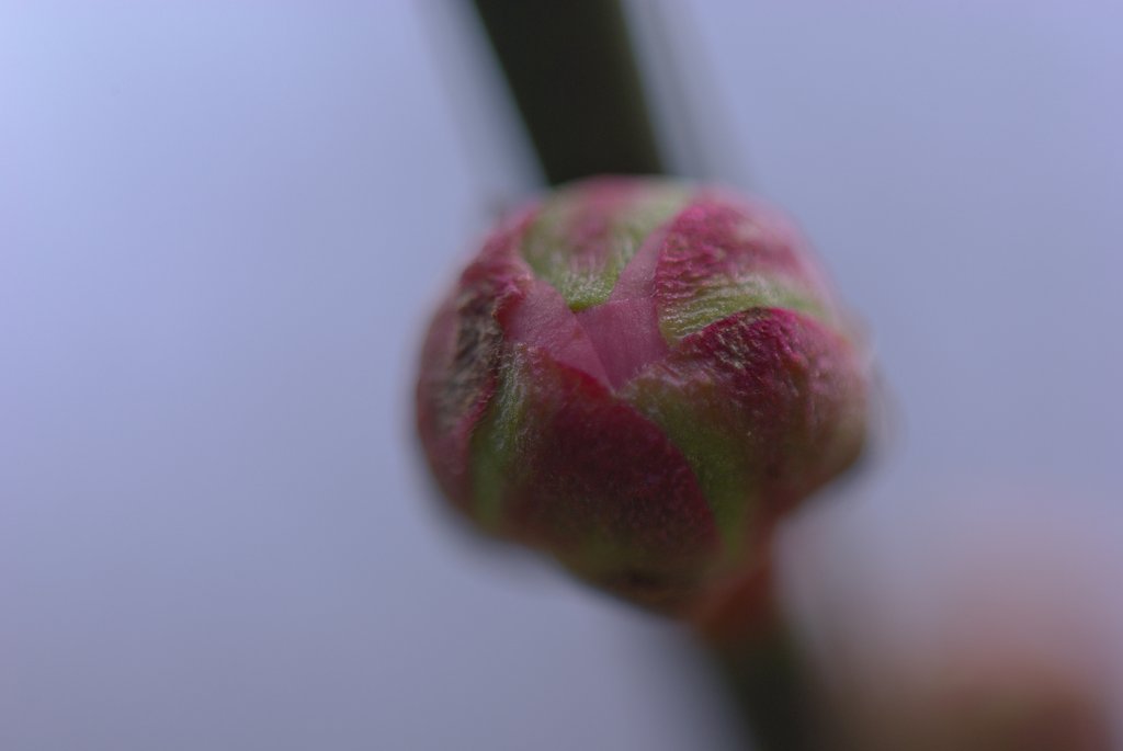 梅の蕾!