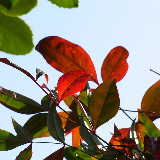 南天の紅葉