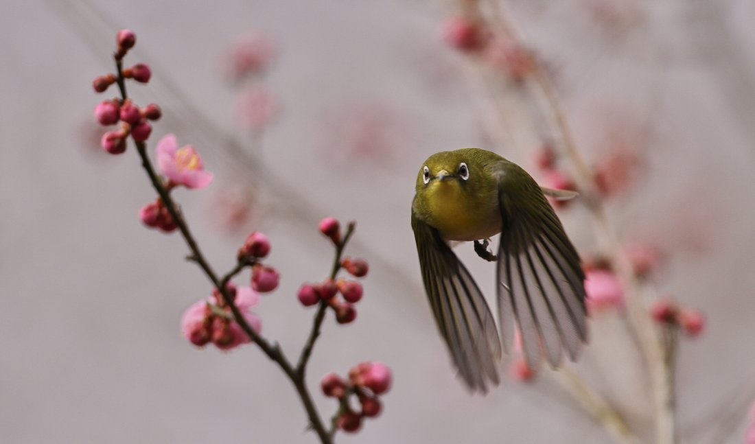 メジロ飛翔
