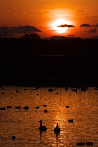 水鳥達の夜明け