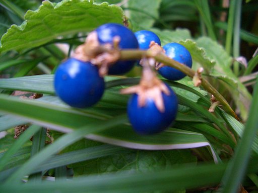 花ではないけれど・・