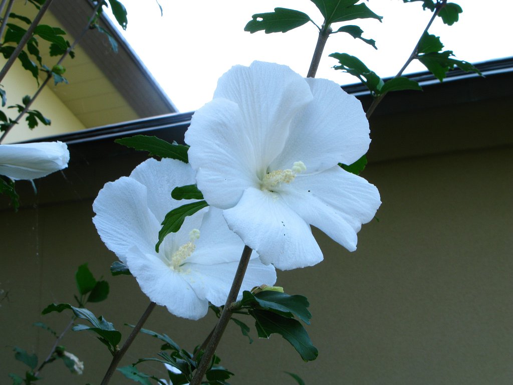 白いムクゲの花