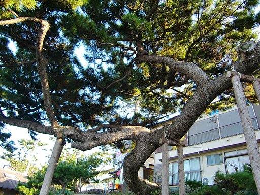 「お初の松」初島にて