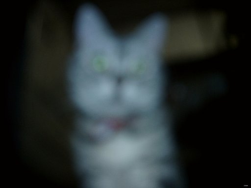 【猫】小トトロ