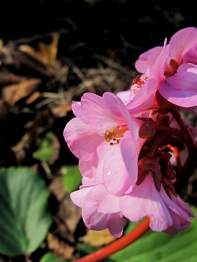 咲いていた花