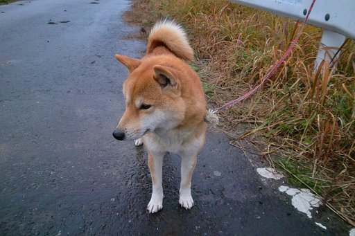 あっち向いてホイ!