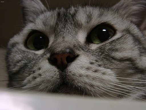 【猫】目