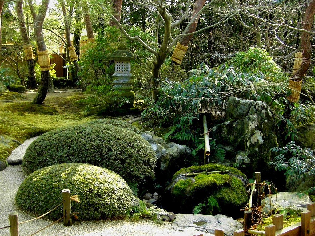 苔庭