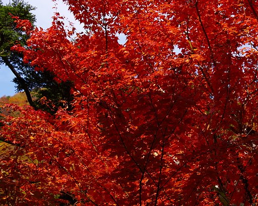紅葉劇場