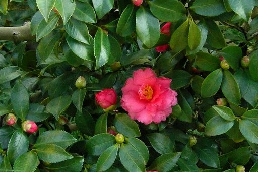 赤が暖かく・・