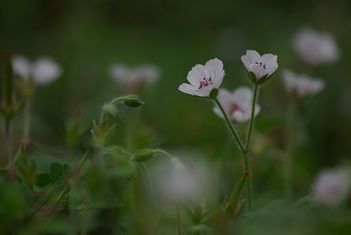 ゲンノショウコ