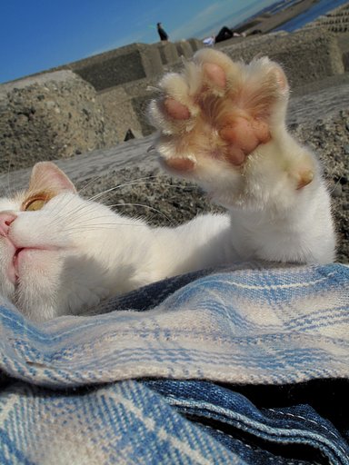 [猫]おおおおおお！
