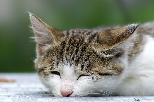 なんともニャン『猫』