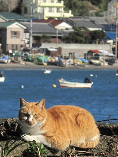 [あした]があるよ。