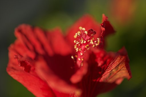 東京の花　赤