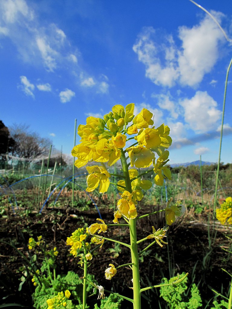 菜の花