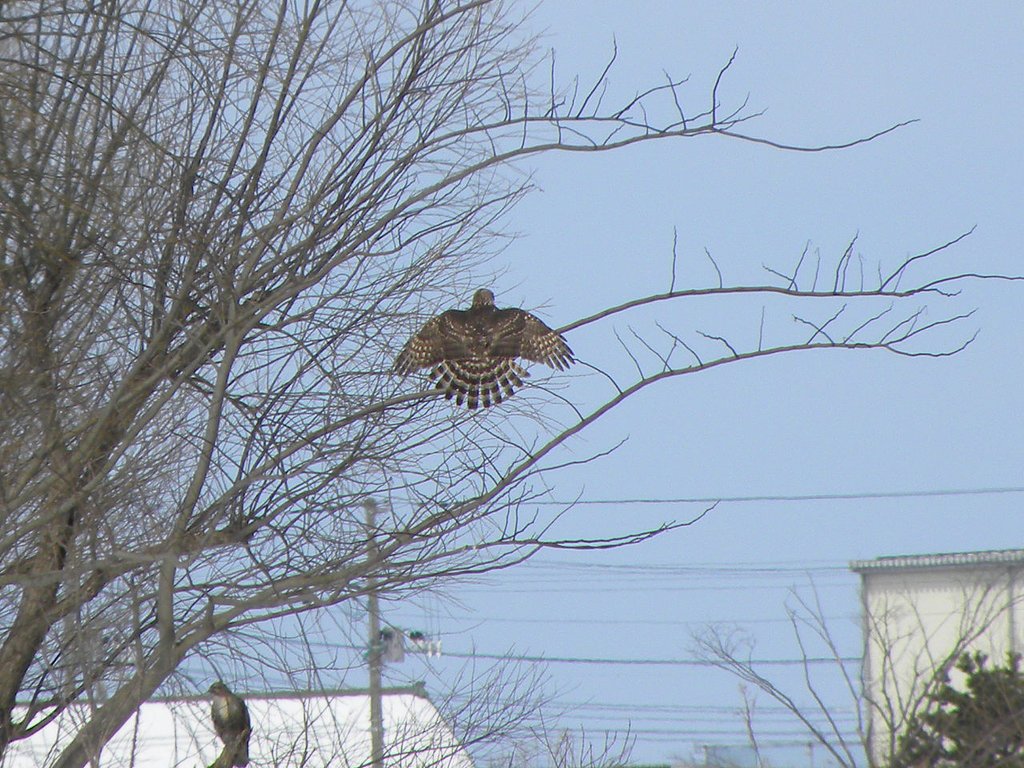 オオタカの虫干し