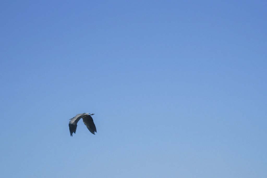 【あした】El Condor（Ardea cinerea） Pasa