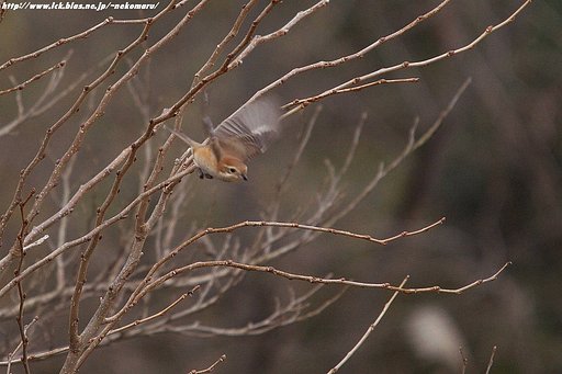 百舌鳥の飛び出し