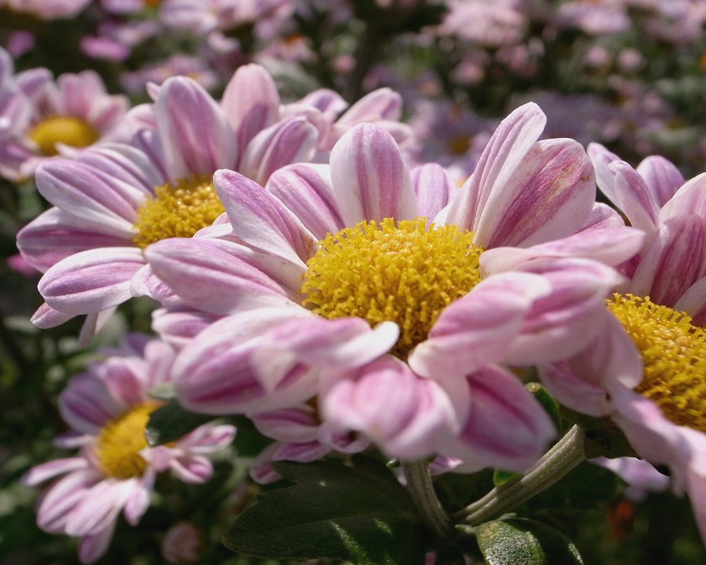かわいらしい菊の花