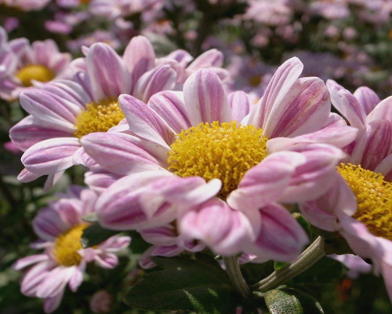 かわいらしい菊の花