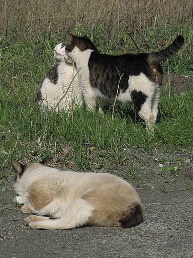 [猫]仲良し