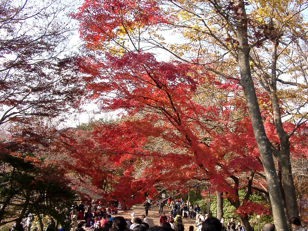 ▲高尾山の晩秋-20