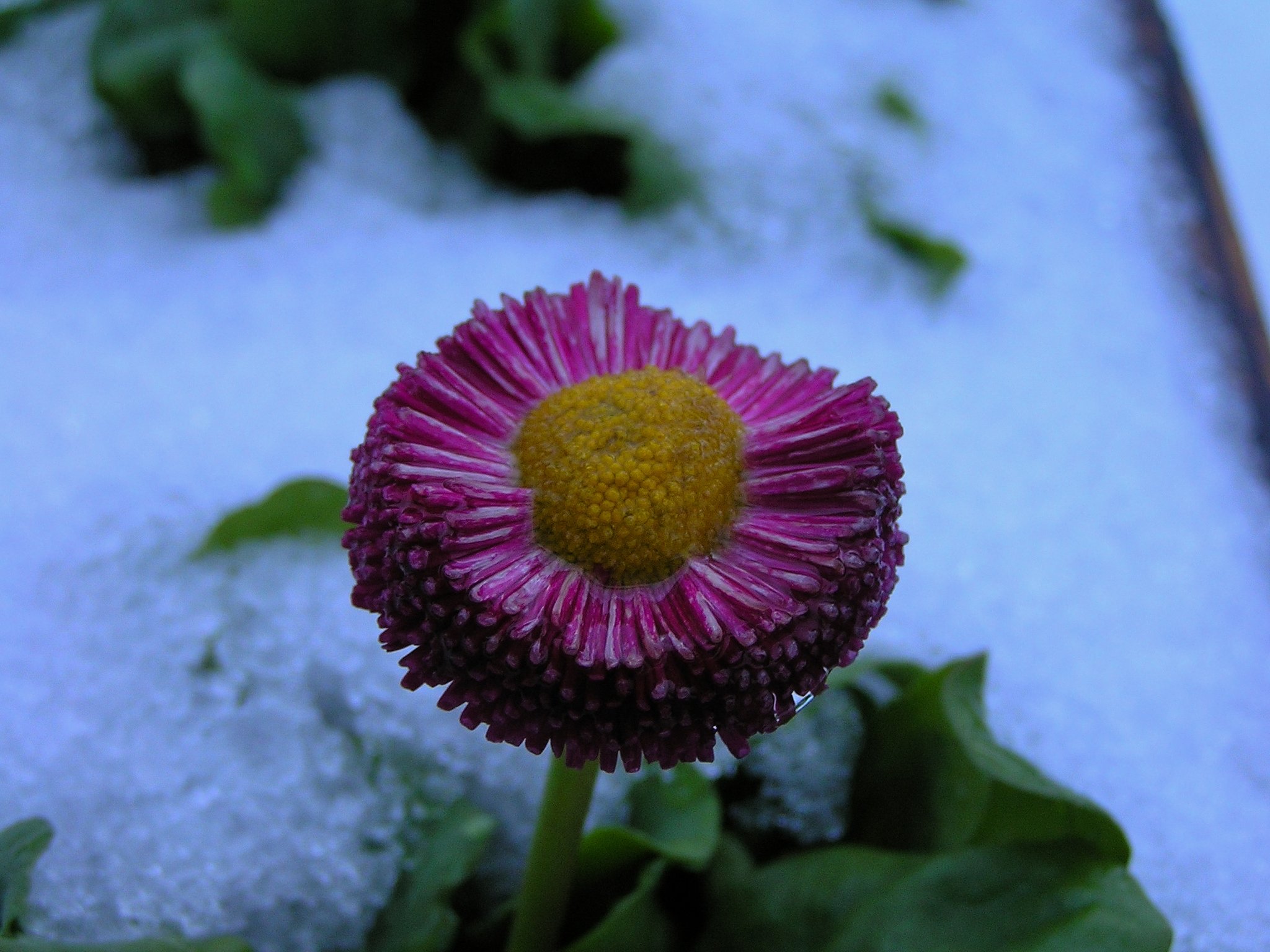 雪を冠ってひっそりと!