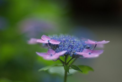 アジサイ